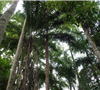 Palma olejná v přírodě